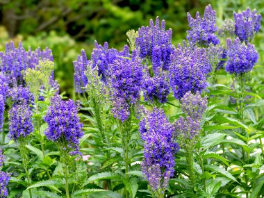 Lovely blue flowers of longleaf speedwell Veronica longifolia flowering in a garden clipart