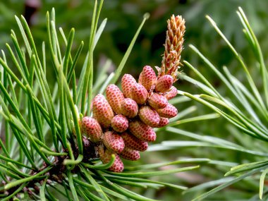 Çiçeklere ve bir çam ağacının dalında gelişen konilere yakın çekim