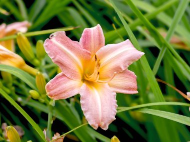 Çok güzel bir Hemerocallis çiçeğinin, çeşitli bir bahçedeki Pembe Damask 'ın yakın çekimi.