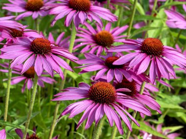 Echinacea purpurea, bir yaz bahçesinde, güzel mor kabuklu çiçeklerin yakın çekimi.