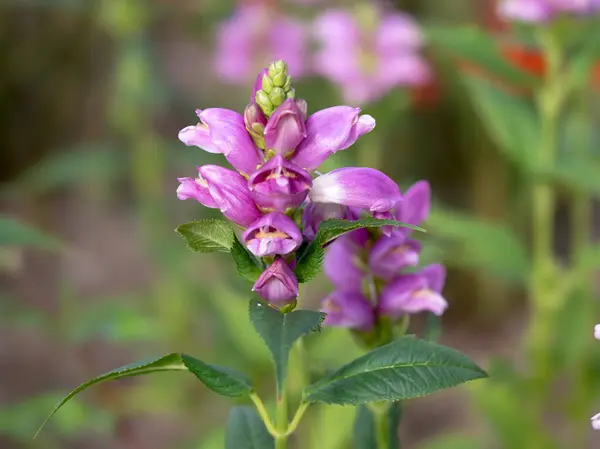 stock image Pink twisted shell flower, Chelone obliqua, flowering in a summer garden