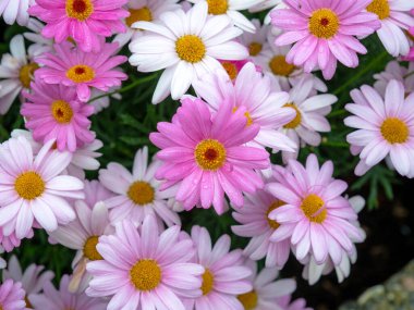 Closeup of pretty pink and white Marguerite daisies, Argyranthemum frutescens clipart