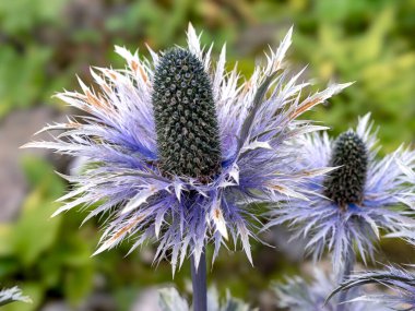 Güzel mavi denize yakın kutsal çiçekler, Eryngium, bir bahçede