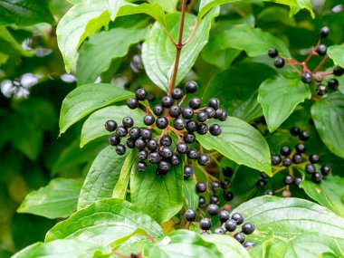 Kara böğürtlen ve yeşil yaprakların yakınındaki bir ağaç, Cornus sanginea