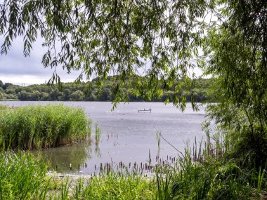 Asılı bir ağaç dalı tarafından çerçevelenmiş yeşil sazlıklar olan bir göl manzarası