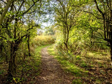 Düşen yapraklarla ve güzel ılık sonbahar güneşiyle dolu bir ormanda yol.