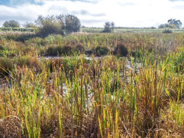 Bataklıktaki sulak bir doğal ortamda sonbahar günışığı ve sazlıklar