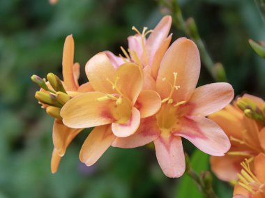 Crocosmia Şeftali Gündoğumu 'nun güzel çiçeklerine bir bahçede yakın çekim