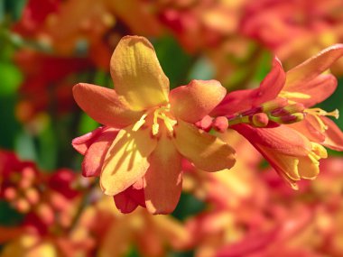 Crocosmia Şeftali Gündoğumu 'nun güzel çiçeklerine bir bahçede yakın çekim