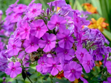 Phlox 'un güzel pembe mor çiçekleri, bahçede paniğe kapıldı.