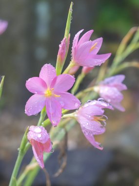 Yakın plan pembe Kaffir zambak çiçekleri, Hesperantha coccinea, yağmurdan sonra su damlacıkları