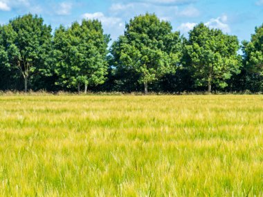 Yumuşak yeşil buğday tarlası Kuzey Yorkshire İngiltere 'de bir sıra ağaç ve mavi bir yaz gökyüzü tarafından destekleniyor.
