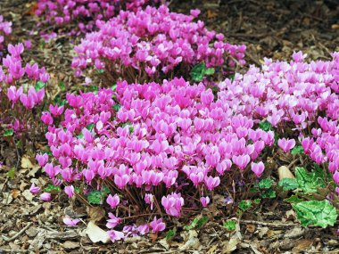 Cyclamen hederifolium bitkileri, parlak pembe çiçekler ve yeşil yapraklar bir bahçe yatağında büyüyor.