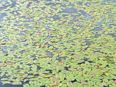 Yüzen yoğun yeşil gölet otu, Potamogeton natanları, gölet yüzeyinde yapraklar