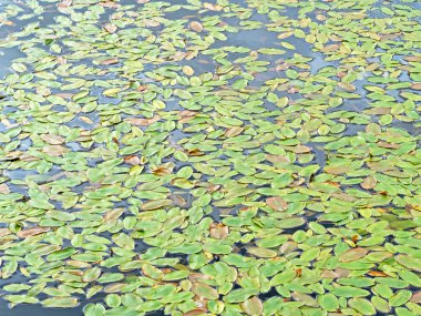 Dense green floating pondweed, Potamogeton natans, leaves on a pond surface clipart