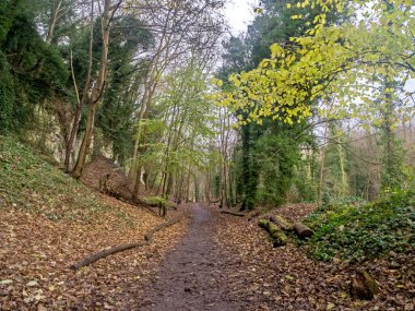 Ağaçların, düşen yaprakların ve yere düşen ağaç gövdelerinin olduğu bir patika.