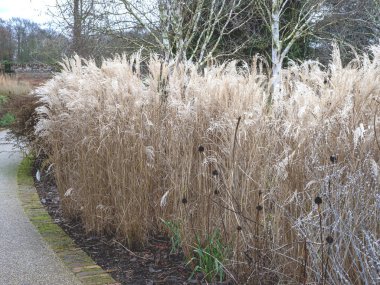Miscanthus sinensis Kleine Fontane bir kış bahçesinde çiçek açan süs çimenleri