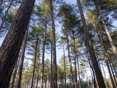 Uzun çam ağaçlarının gövdelerinden ve dallarından yukarıya, mavi bir gökyüzü arka planına bakıyorum.