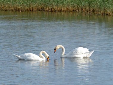 Bir çift beyaz dilsiz kuğu, Cygnus renginde, gölde besleniyor.