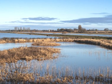 Kış otları ve ağaçlarıyla nemli bir yaşam alanı ve İngiltere 'nin kuzeyindeki Aşağı Derwent Vadisi' nde mavi bulutlu bir gökyüzü.