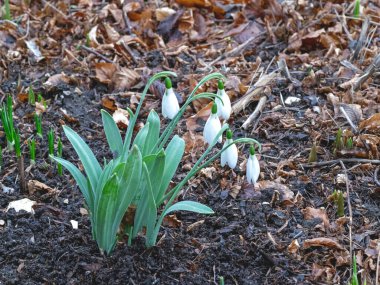 Galanthus Brittans Uçurtması bir bahçede çiçek açıyor.