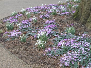 Baharda bir ağaç gövdesinin dibinde çiçek açan siklamen ve kardelen bitkileriyle bir bahçe yatağı.