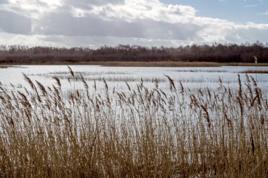 Gölün önündeki sazlıklar, arka planda ağaçlar ve bulutlu gökyüzü olan nemli bir arazide saklıdır.