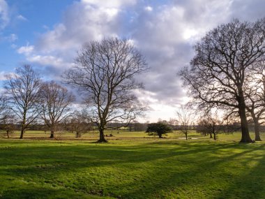 Mavi bulutlu gökyüzü ve gölgeleri olan çimenli bir parkta çıplak kış ağaçları.