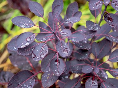Duman ağacının mor yaprakları, yağmur sonrası su damlacıklarıyla birlikte.