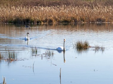 Bir çift dilsiz kuğu otlar ve boğalarla dolu bir gölette