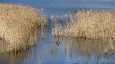 Göletteki altın kamışların arasında gri bir kaz.