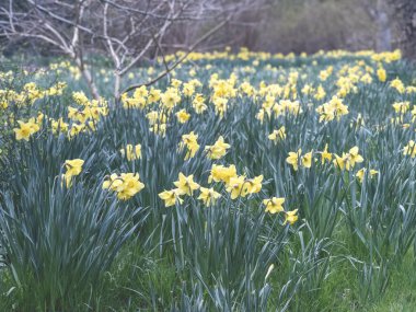 Sarı nergisler baharda bir orman bahçesinde çiçek açıyor.