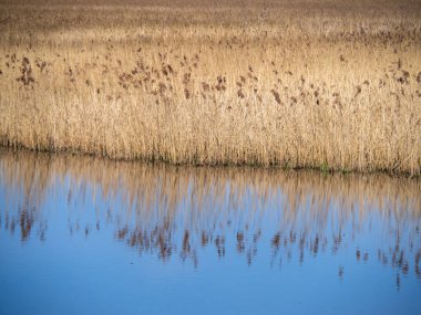 Bir sazlığın kenarı bir gölün mavi suyuna yansıyor.
