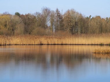 Altın sazlıklar ve çıplak kış ağaçları bir göletin sakin sularında yankılanır.