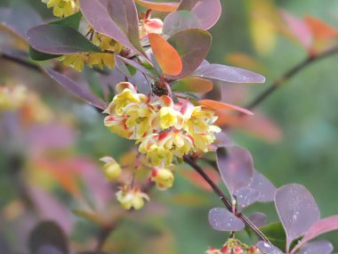 Japon böğürtlen çalısı Berberis thunbergii 'nin güzel çiçeğinin yakın çekimi.