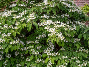 Japon kartopunda beyaz çiçekler Viburnum çalısı, Viburnum plicatum, bir bahçede