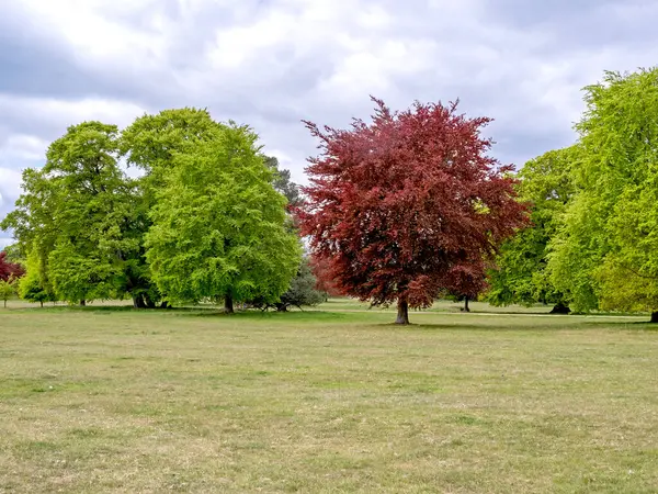 Gri bulutlu gökyüzü olan bir parkta taze bahar yapraklı bakır kayın ağaçları.