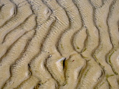 Dalgalar çekildiğinde kumlu bir sahilde sırt deseni