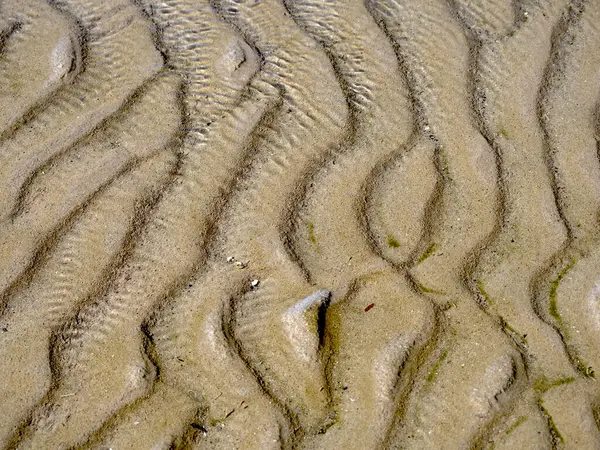 Dalgalar çekildiğinde kumlu bir sahilde sırt deseni