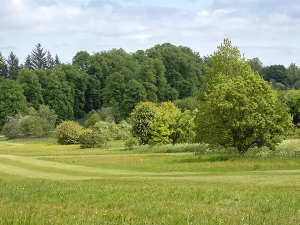 Çimenli yeşil çayır ve arkasında yaz yaprakları olan ağaçlı kır çiçekleri bir İngiliz parkında