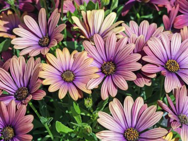 Bahçesinde pembe mor taç yaprakları olan Afrika papatyası çiçekleri