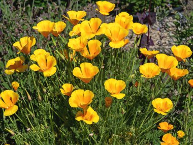 Parlak sarı Kaliforniya gelincikleri güneşli bir bahçede çiçek açıyor