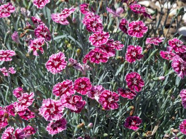 Güzel pembe karanfiller, Dianthus caryophyllus, bahçede çiçek açıyor.