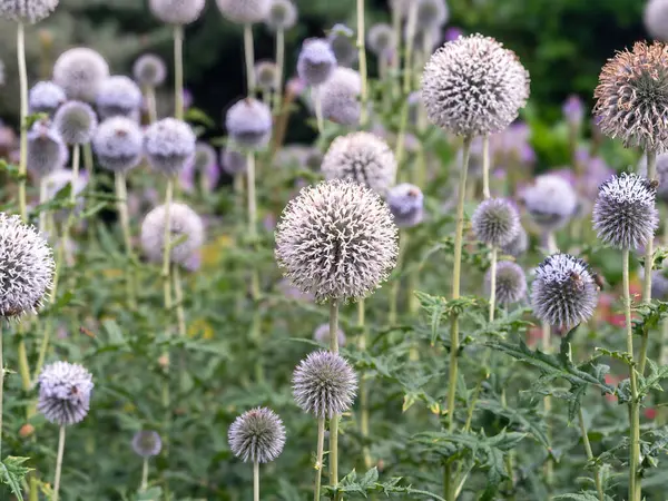 Deve dikeni çiçekleri, Echinops bannaticus, bir bahçede.