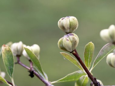 Seçici bir odak ile bir bahçede, Exochorda racemosa, yaygın inci fırça meyveleri yakın