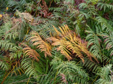 Bracken bitkileri, Pteridium aquilinum, sonbaharın başlarında bir ormanda yeşil ve turuncu kahverengi yapraklarla
