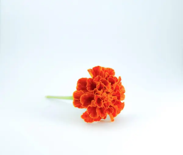 Marigold çiçeği beyaz, güzel Tagetes çiçeğine izole edilmiş.