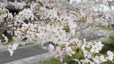 Yakın plan, ilkbaharda Sakura çiçekleri