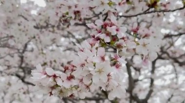 Yakın plan, ilkbaharda Sakura çiçekleri