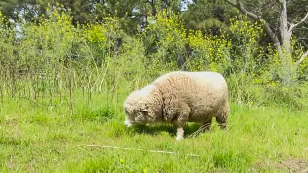 Ovce Jedí Trávu Farmě — Stock video
